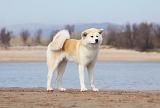 AKITA INU 182